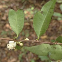 Eugenia rotundata (Trimen) Trimen